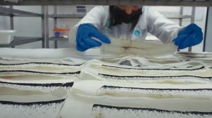 Melihat Pabrik yang Hasilkan Jutaan Nyamuk Super Wolbachia