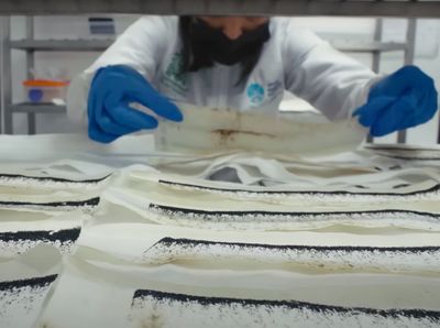 Melihat Pabrik yang Hasilkan Jutaan Nyamuk Super Wolbachia