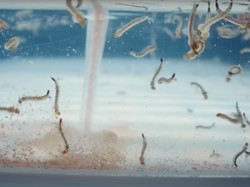 308 Ember Nyamuk Wolbachia Disebar di Ujungberung Bandung