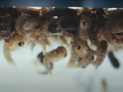 Kata Pakar soal Manfaat Nyamuk Wolbachia Jadi Pengendali DBD