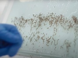 Kasus DBD Melonjak, Apa Kabar Program Nyamuk Wolbachia di Bandung?