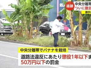 Heboh Pria Tanam Pohon Pisang di Tengah Jalan Selama 2 Tahun Heboh Pria Tanam Pohon Pisang di Tengah Jalan Selama 2 Tahun