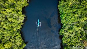 Sensasi Susur Hutan Mangrove Palaes Bak Film Petualangan Sherina