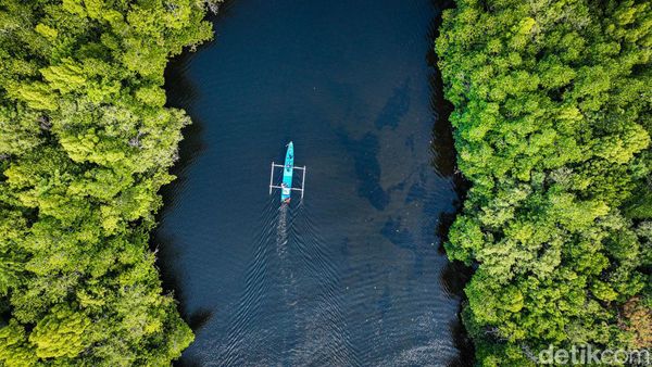 Sensasi Susur Hutan Mangrove Palaes Bak Film Petualangan Sherina