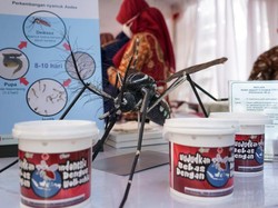 Peneliti UGM Ungkap Nyamuk Wolbachia Bukan Hasil Rekayasa Genetik