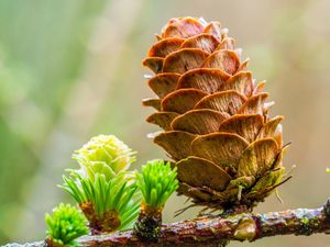 Mengenal Tumbuhan Gymnospermae, dari Ciri-ciri Hingga Manfaatnya