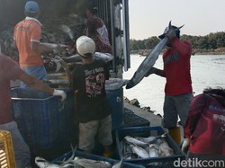 Ironi di Balik Melimpahnya Produksi Ikan di Indramayu