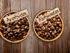 Antara Robusta dan Arabika, Mana Kopi yang Lebih Sehat? Antara Robusta dan Arabika, Mana Kopi yang Lebih Sehat?