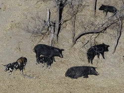 Ulah Babi Super yang Bikin Warga Kelabakan