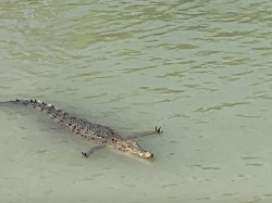 Turis Gemas Lihat Buaya Bergaya Serasa Minta Dipeluk padahal...