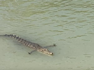 Turis Gemas Lihat Buaya Bergaya Serasa Minta Dipeluk padahal... Turis Gemas Lihat Buaya Bergaya Serasa Minta Dipeluk padahal...