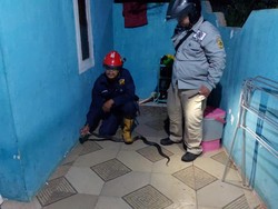 Warga Bogor Panggil Damkar gegara Ular Kobra 2 Meter Masuk Teras Rumah