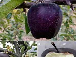 Mau Coba? Apel Black Diamond Ini Dijual Rp 94 Ribu per Buah Mau Coba? Apel Black Diamond Ini Dijual Rp 94 Ribu per Buah