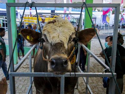 Pernah Lihat Kontes Sapi Ternak? Begini Potretnya