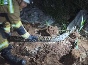 Ular Sanca 4 Meter Takluk oleh Petugas Damkar Sumedang