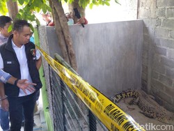 Pemelihara Buaya di Tulungagung Akan Diproses Hukum