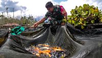 Potret Budi Daya Ikan Nila di Keranda Apung Danau