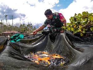 Potret Budi Daya Ikan Nila di Keranda Apung Danau