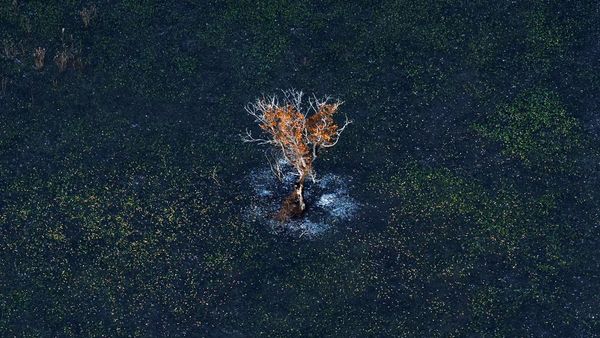 Potret Lahan Basah Terbesar Dunia yang Menghitam Akibat Kebakaran