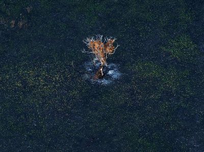 Potret Lahan Basah Terbesar Dunia yang Menghitam Akibat Kebakaran