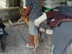 Anjing Rabies Ngamuk, Gigit Empat Warga Jembrana