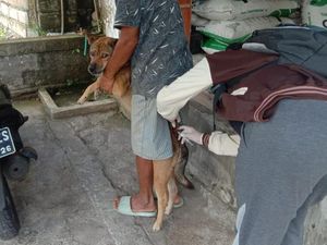 Anjing Rabies Ngamuk, Gigit Empat Warga Jembrana Anjing Rabies Ngamuk, Gigit Empat Warga Jembrana