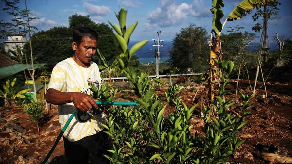 Upaya Mengembalikan Kejayaan Penghasil Jeruk Desa Tritiro Bulukumba