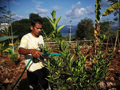 Upaya Mengembalikan Kejayaan Penghasil Jeruk Desa Tritiro Bulukumba