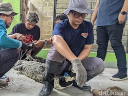Aksi Dramatis Petugas BBKSDA Evakuasi Buaya Peliharaan Warga Tulungagung