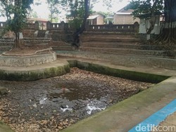 Sendang dan Embung Sinongko Klaten Kering, Warga Panen Ikan Jumbo