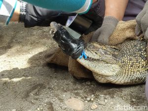 Aksi Petugas BBKSDA Evakuasi 2 Buaya Peliharaan Warga Tulungagung