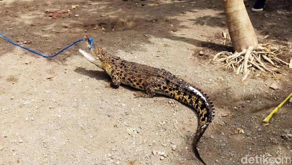 BBKSDA Jatim Evakuasi Dua Buaya Peliharaan Warga Tulungagung