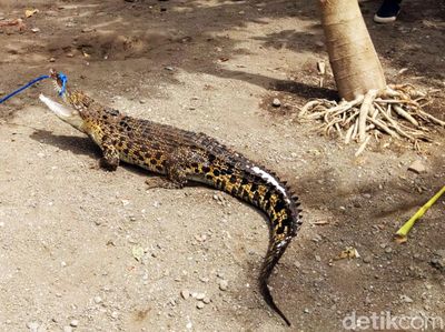 BBKSDA Jatim Evakuasi Dua Buaya Peliharaan Warga Tulungagung
