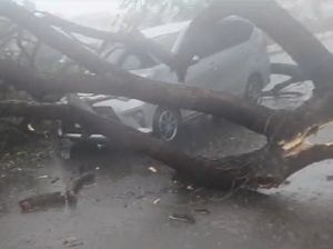 Pohon Tumbang Timpa 2 Mobil di Depan GTC dan Karunrung Makassar
