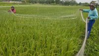 Warga Manfaatkan Waduk Bili-bili yang Mengering Jadi Area Persawahan
