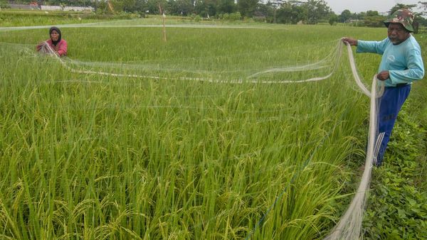 Warga Manfaatkan Waduk Bili-bili yang Mengering Jadi Area Persawahan