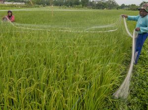 Warga Manfaatkan Waduk Bili-bili yang Mengering Jadi Area Persawahan Warga Manfaatkan Waduk Bili-bili yang Mengering Jadi Area Persawahan