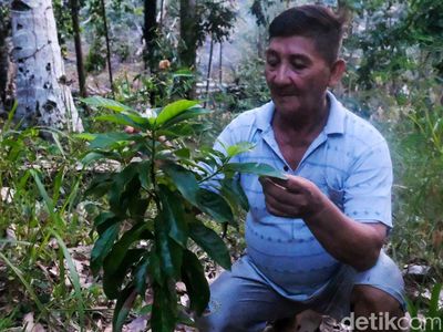 BRI Ajak Warga Desa Palaes Budi Daya Alpukat