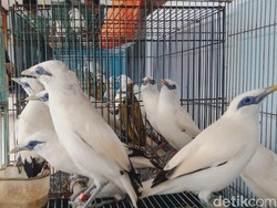 125 Ekor Jalak Bali Hasil Penangkaran di Klaten Akan Dilepasliarkan ke Bali