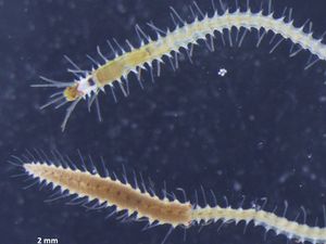 Cacing Jepang Ini Melepas Pantatnya untuk Bereproduksi, Begini Caranya Cacing Jepang Ini Melepas Pantatnya untuk Bereproduksi, Begini Caranya