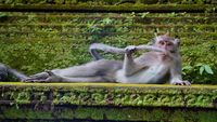 Bikin Ngakak! Tingkah Konyol Hewan di Comedy Wildlife Photography 2023