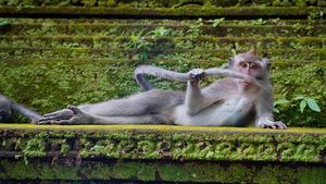 Bikin Ngakak! Tingkah Konyol Hewan di Comedy Wildlife Photography 2023