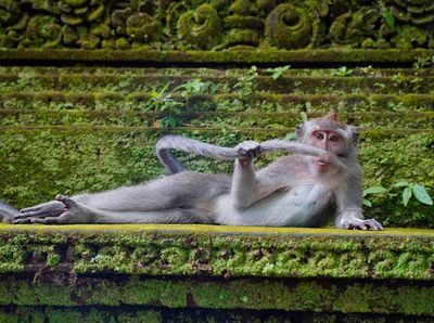 Bikin Ngakak! Tingkah Konyol Hewan di Comedy Wildlife Photography 2023