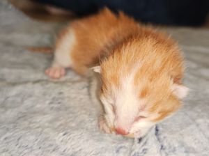 China Berhasil Kloning Kucing Oyen dengan Bahan-bahan Lokal China Berhasil Kloning Kucing Oyen dengan Bahan-bahan Lokal