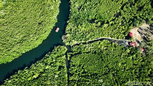 Lestarikan Mangrove, Upaya Desa Palaes Jaga Warisan Leluhur