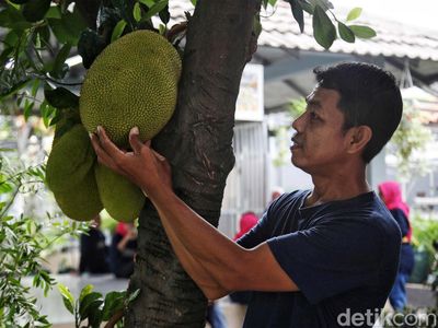 Melihat Kebun Buah Kampung Berseri Astra di Pekayon Bekasi