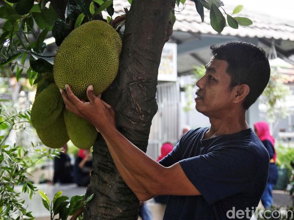 Melihat Kebun Buah Kampung Berseri Astra di Pekayon Bekasi