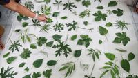 Melihat Pembuatan Batik Ecoprint Pekayon