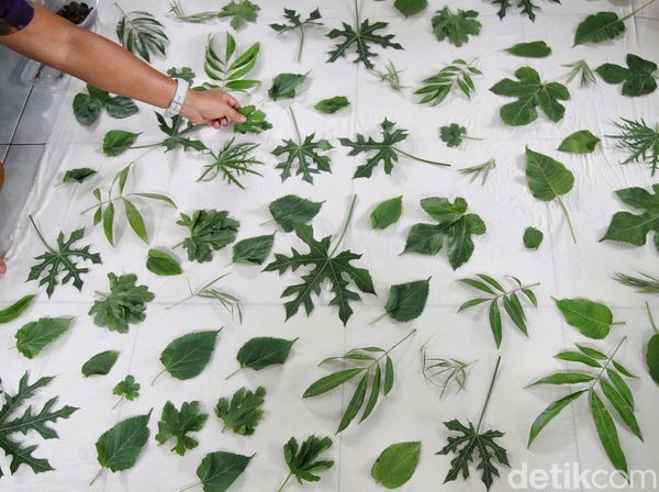 Melihat Pembuatan Batik Ecoprint Pekayon