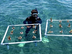 Mengenal Terumbu Karang Indonesia dan Usaha Anak Muda Menyelamatkannya